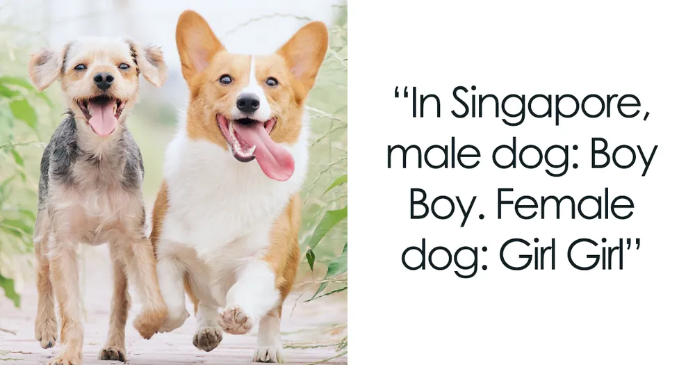 old fashioned dog names