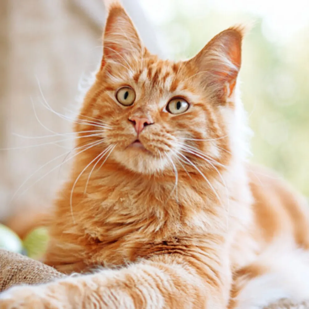orange cat names
