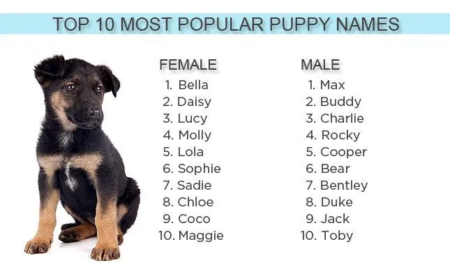 puppy names