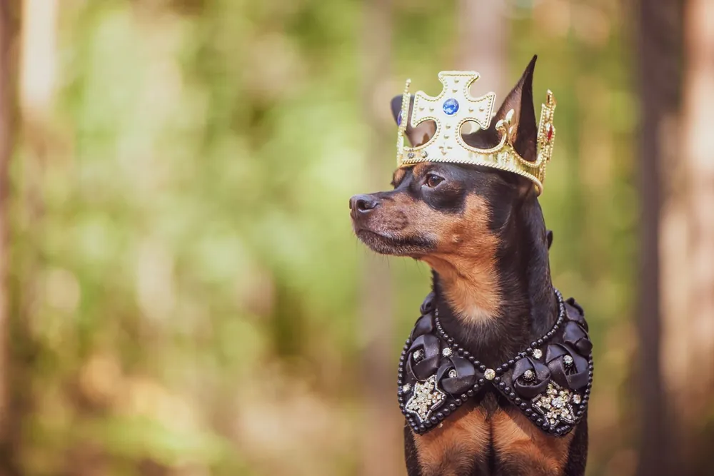 royal dog names