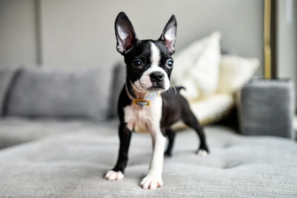 short dog names