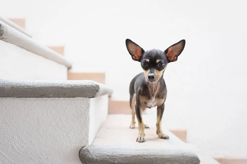 short dog names