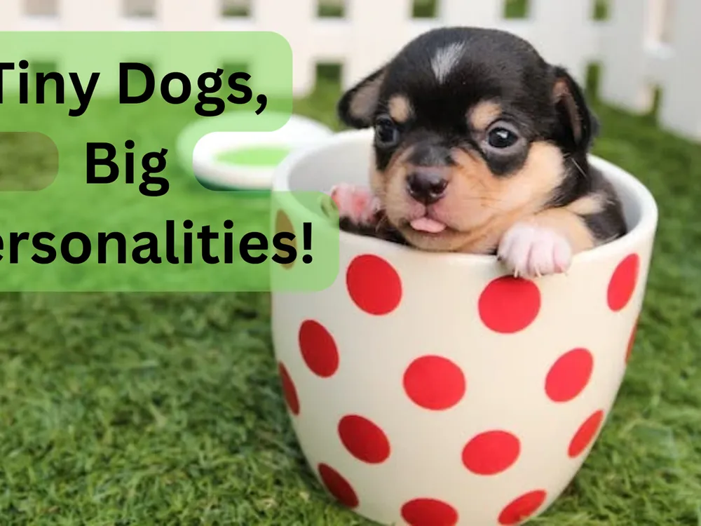 short dog names