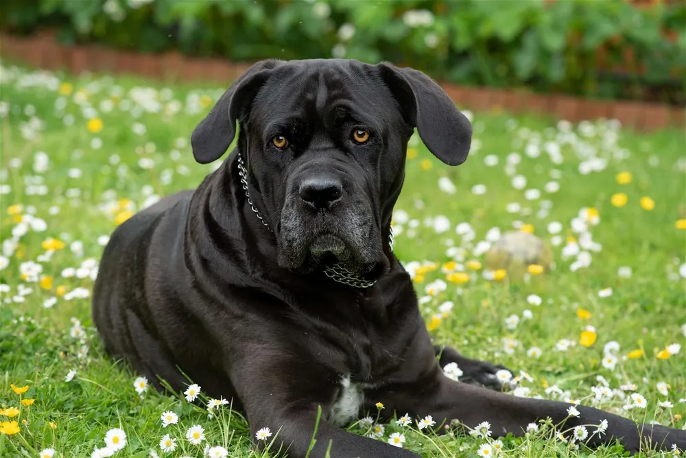 strong dog names