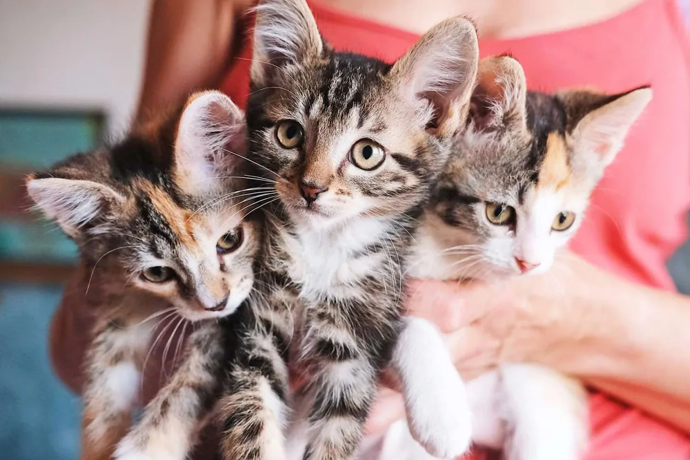 tabby cat names