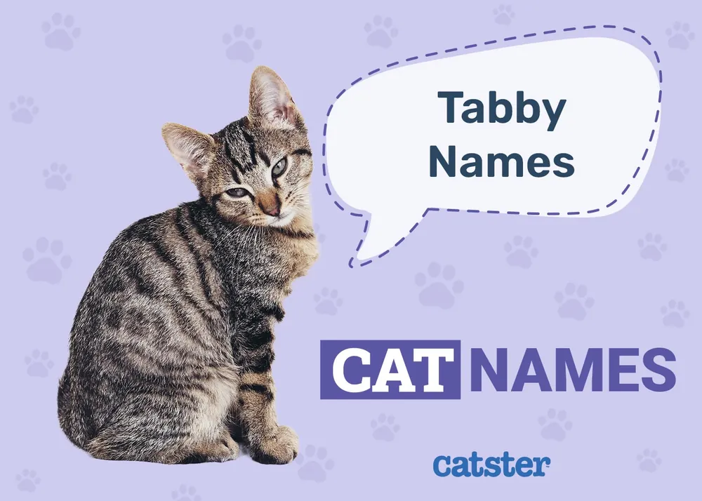 tabby cat names