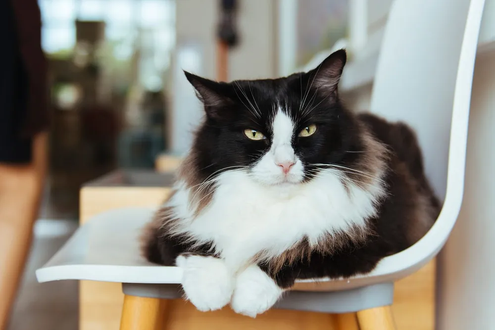 tuxedo cat names