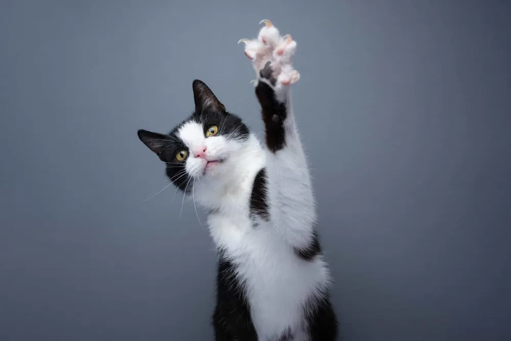 tuxedo cat names