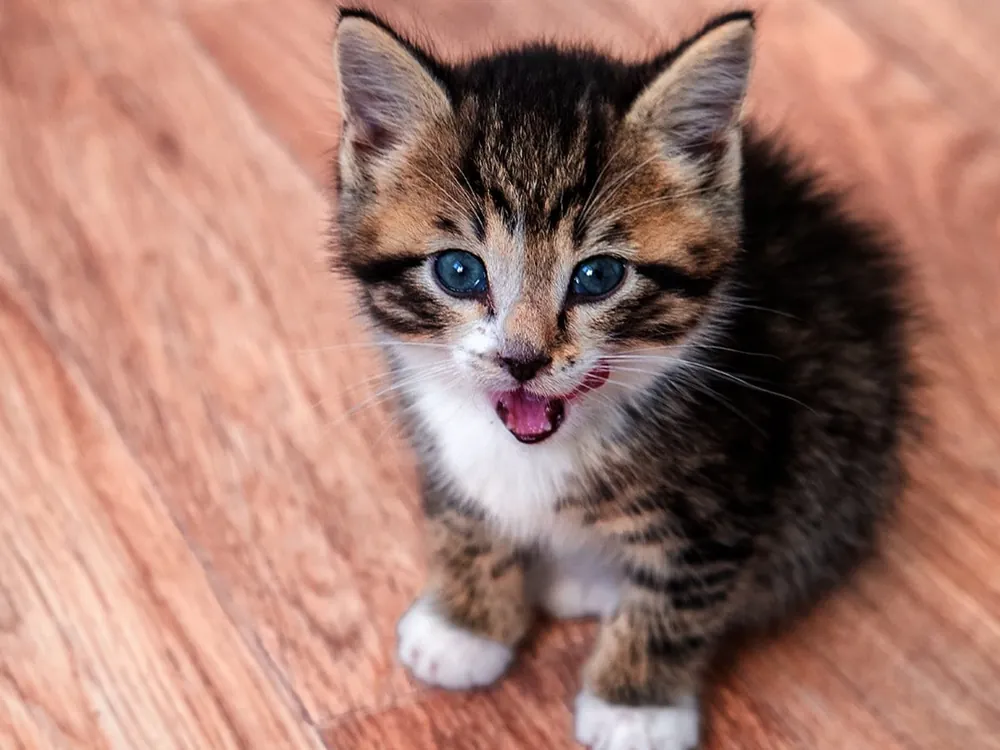 unique cat names