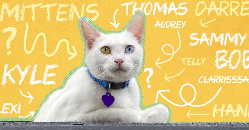 unique cat names