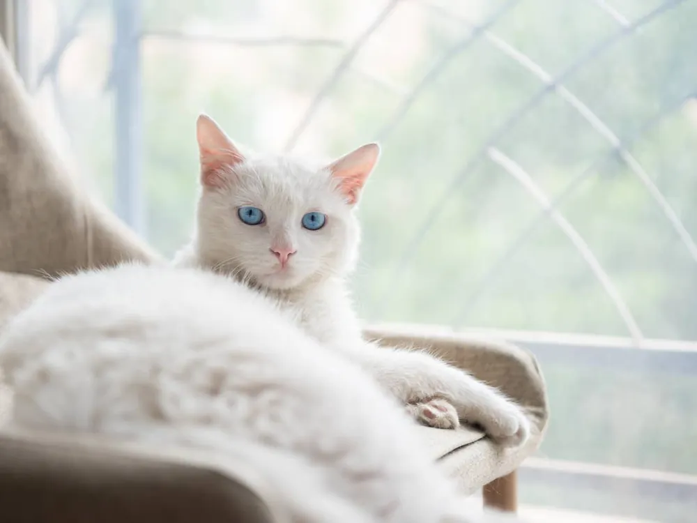 white cat names