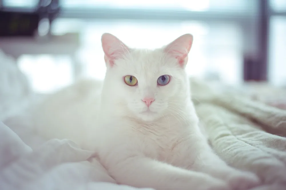 white cat names