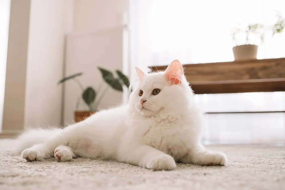 white cat names