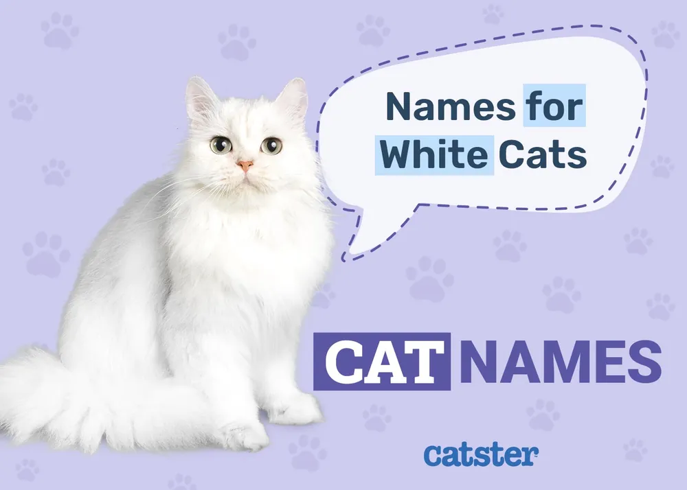 white cat names