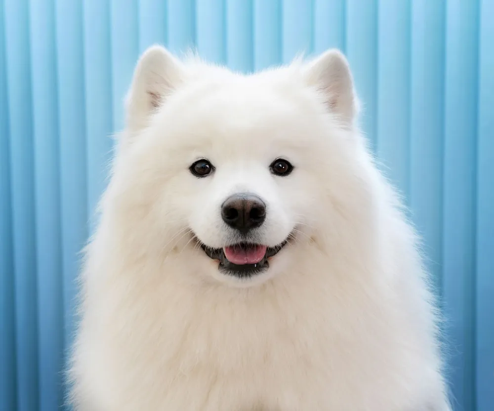white dog names