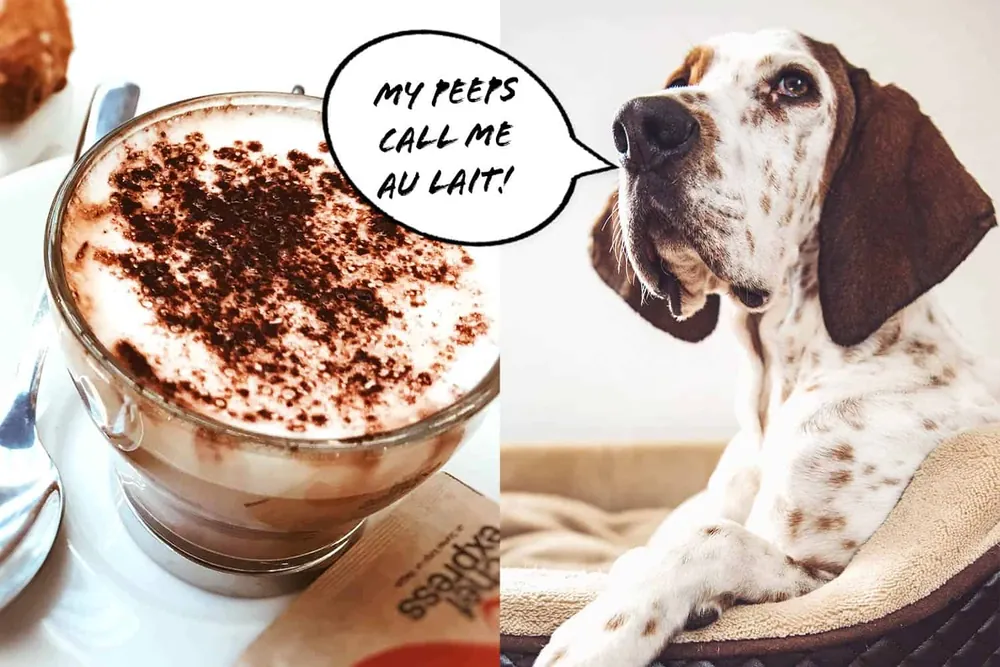 coffee dog names