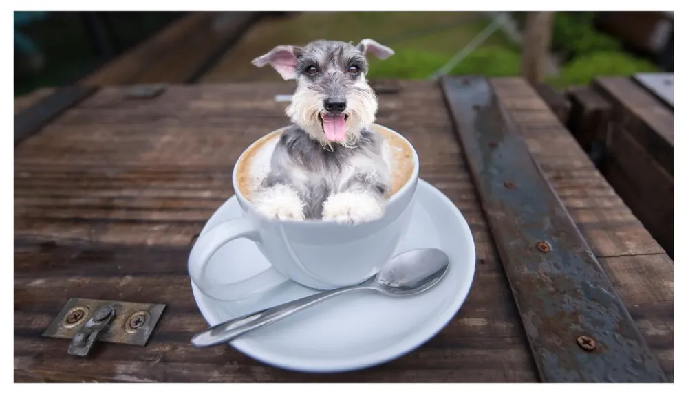coffee dog names
