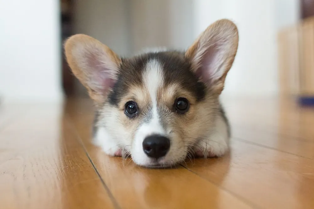 corgi names
