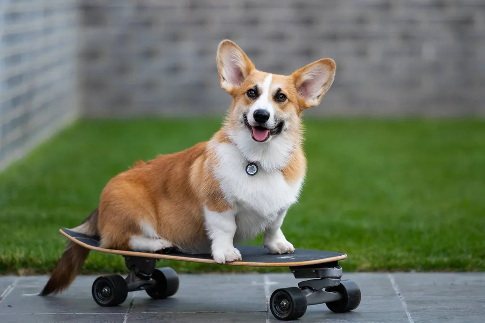 corgi names