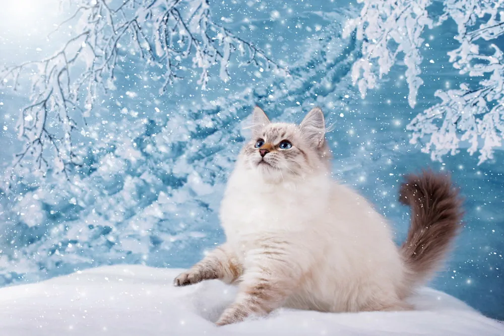 disney cat names