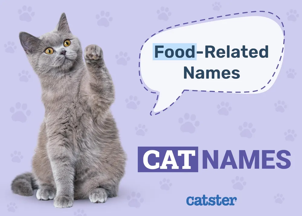 food cat names