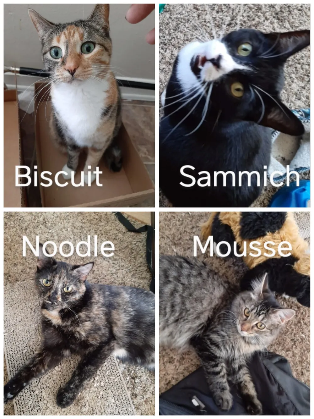 food cat names