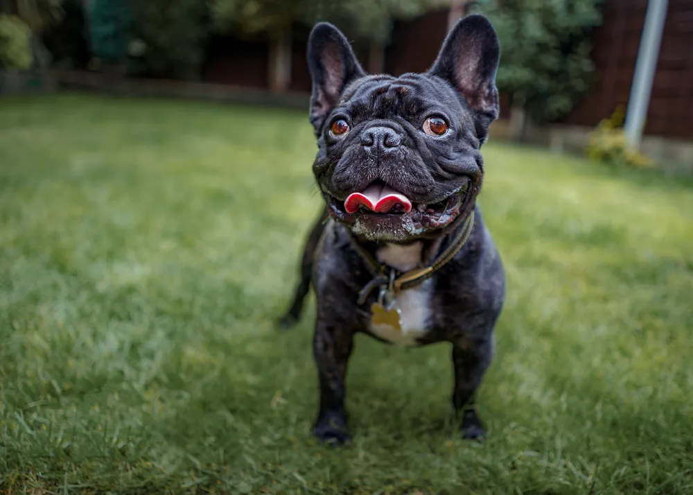 french bulldog names