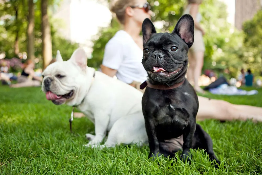 french bulldog names