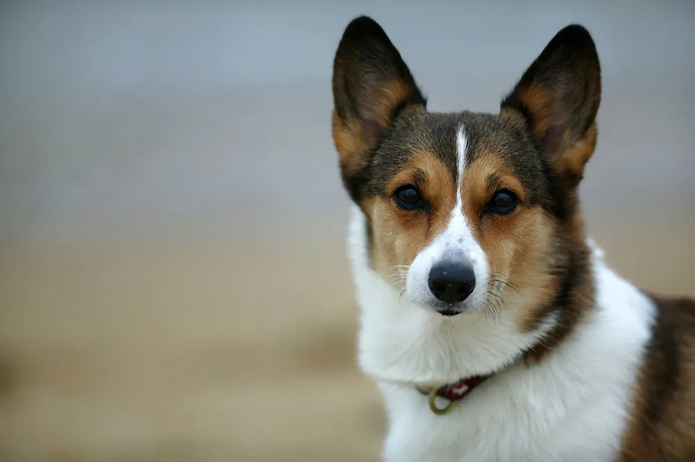 hawaiian dog names