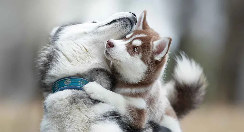 husky names