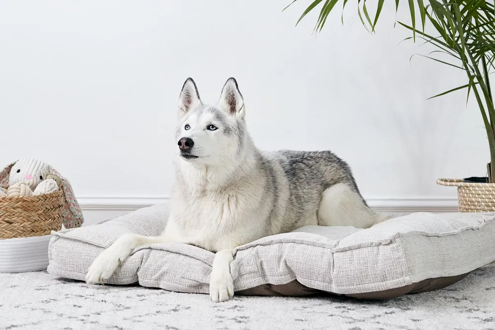 husky names