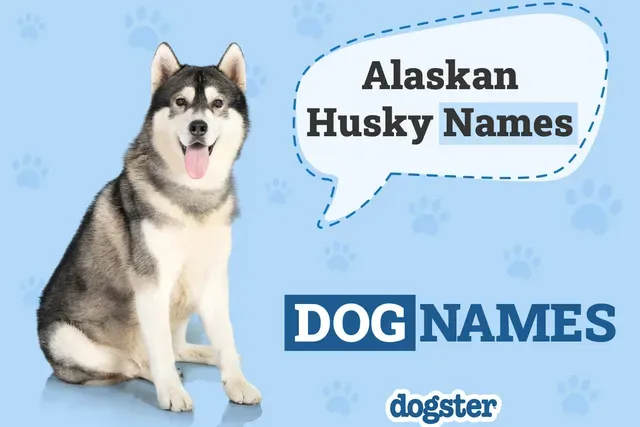 husky names