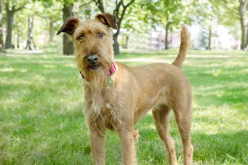 irish dog names