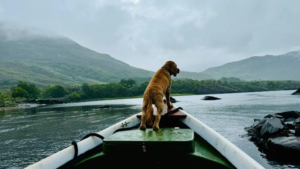 irish dog names