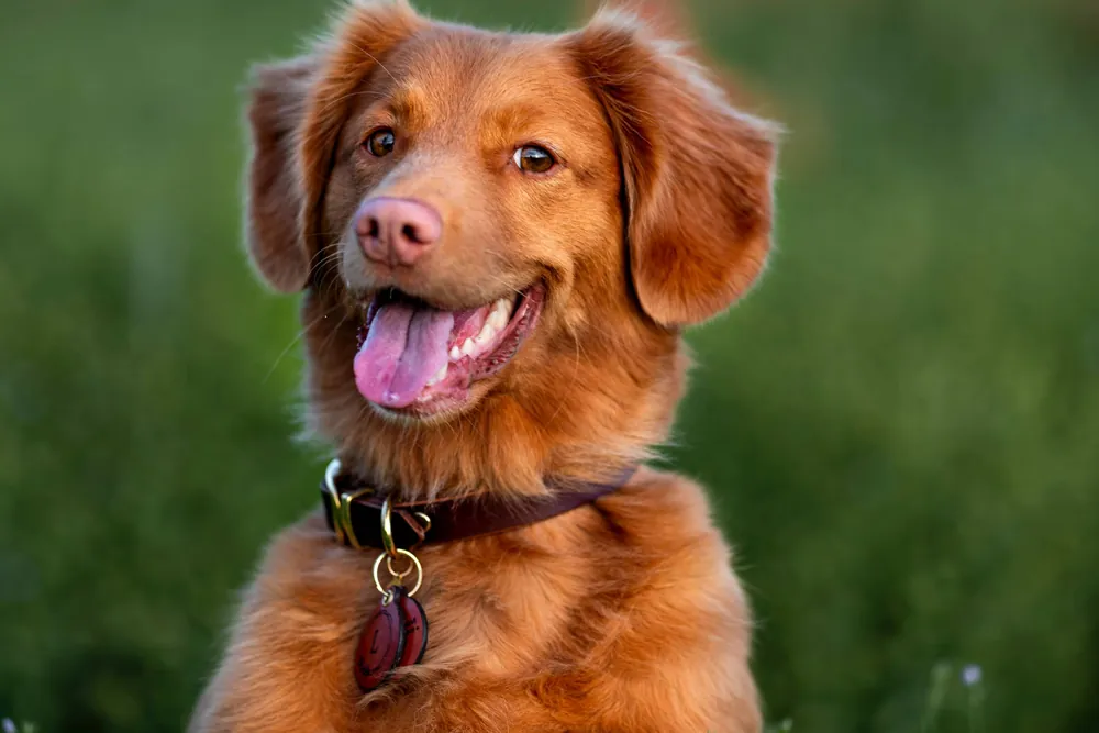 irish dog names