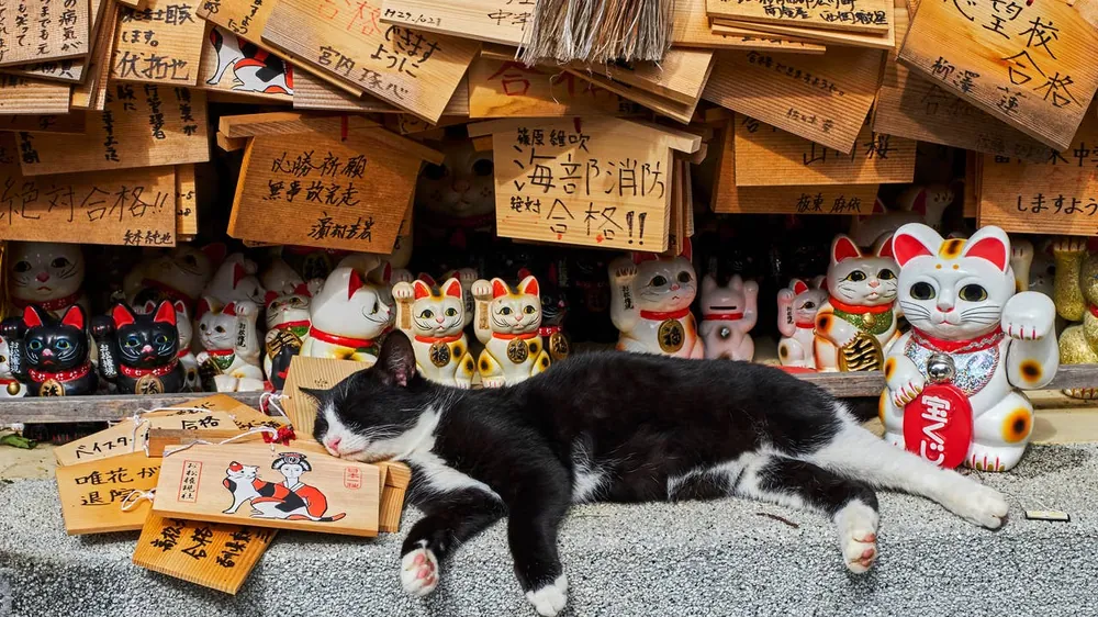 japanese cat names