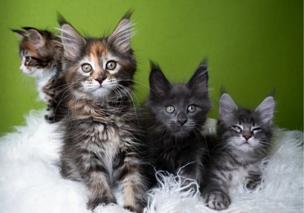 maine coon names