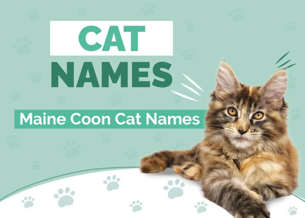 maine coon names