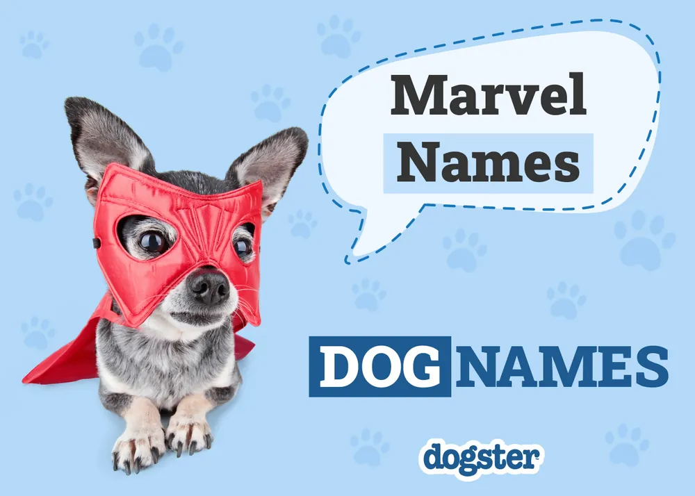 marvel dog names