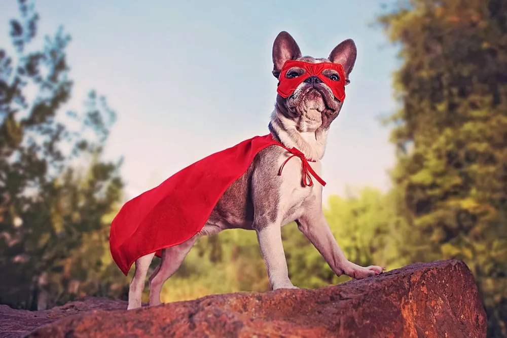 marvel dog names
