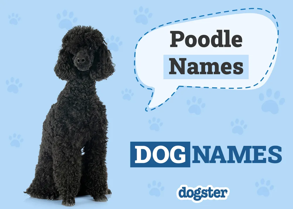 poodle names
