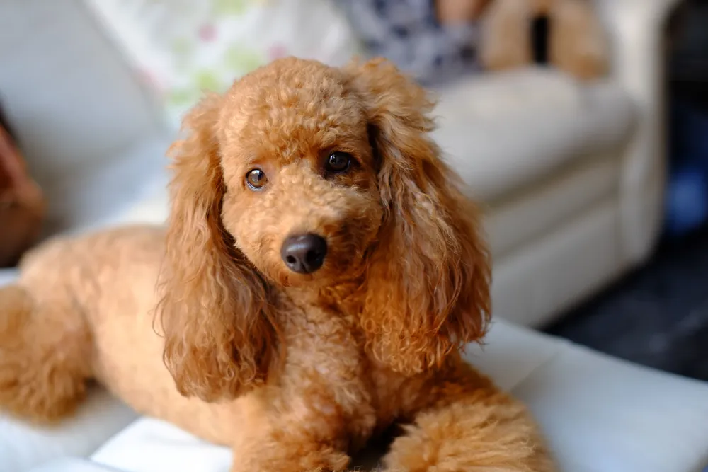poodle names