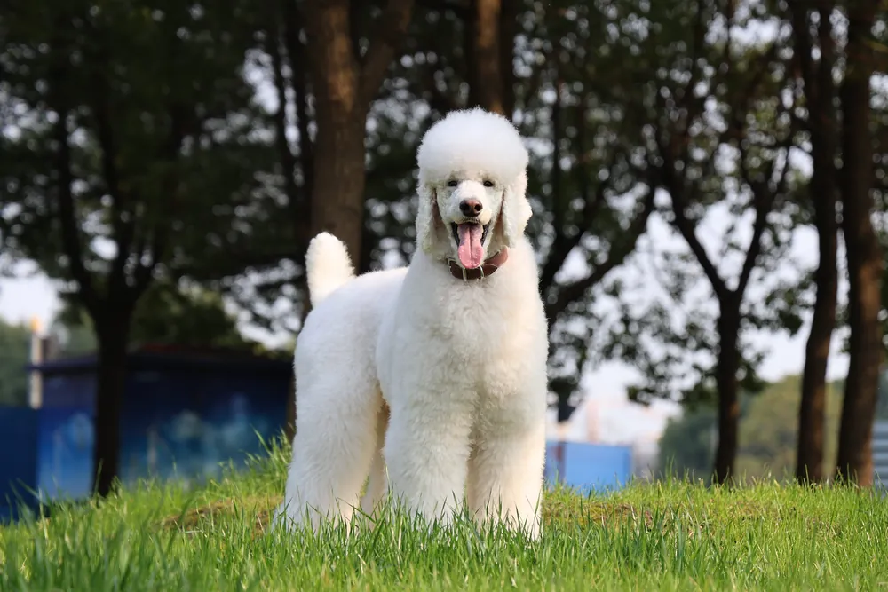poodle names