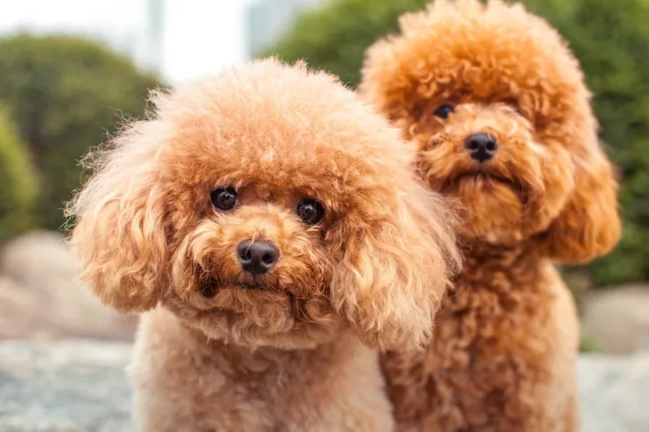 poodle names