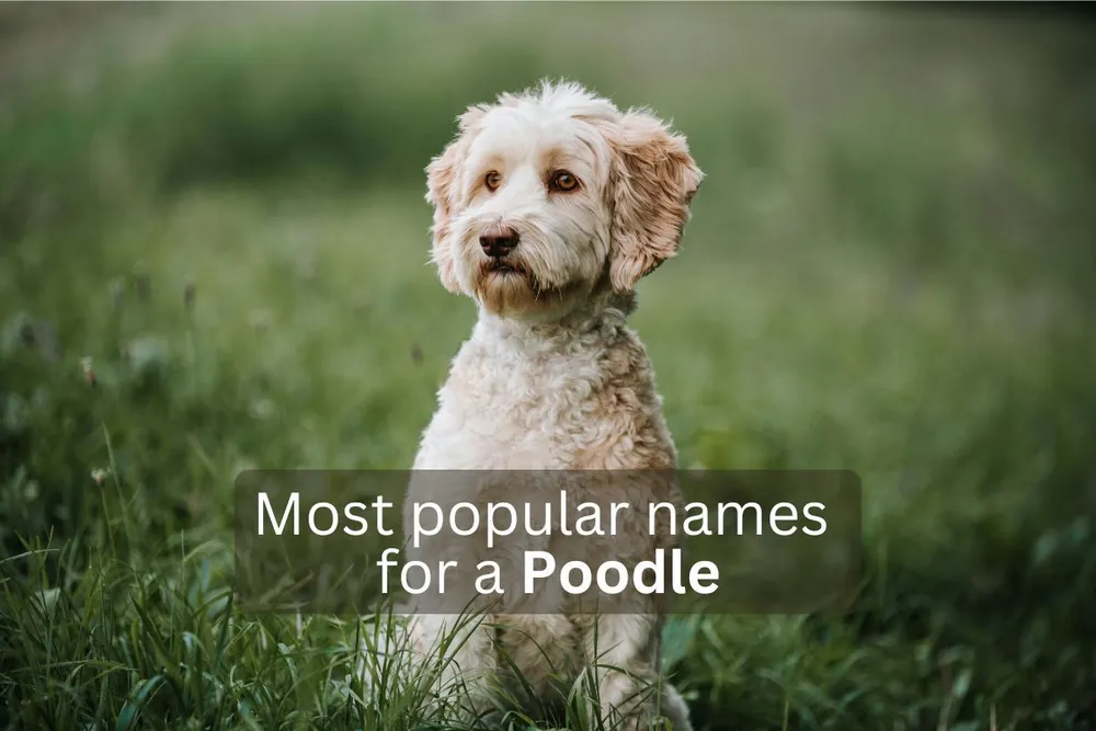 poodle names