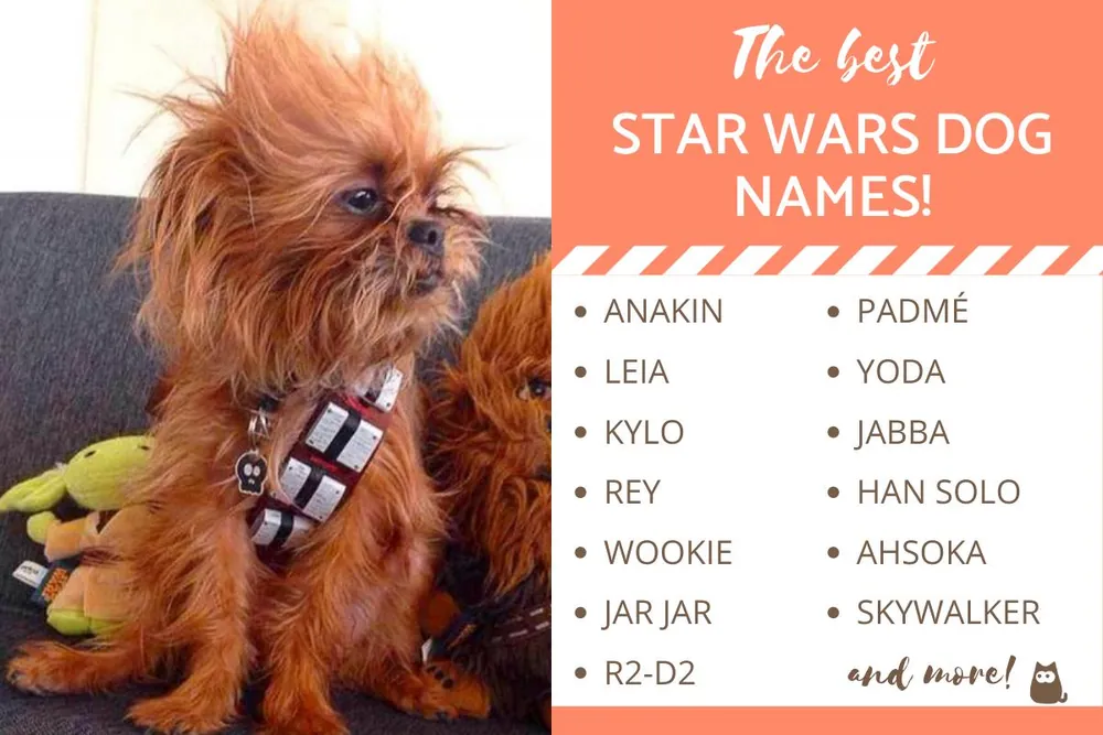 star wars dog names