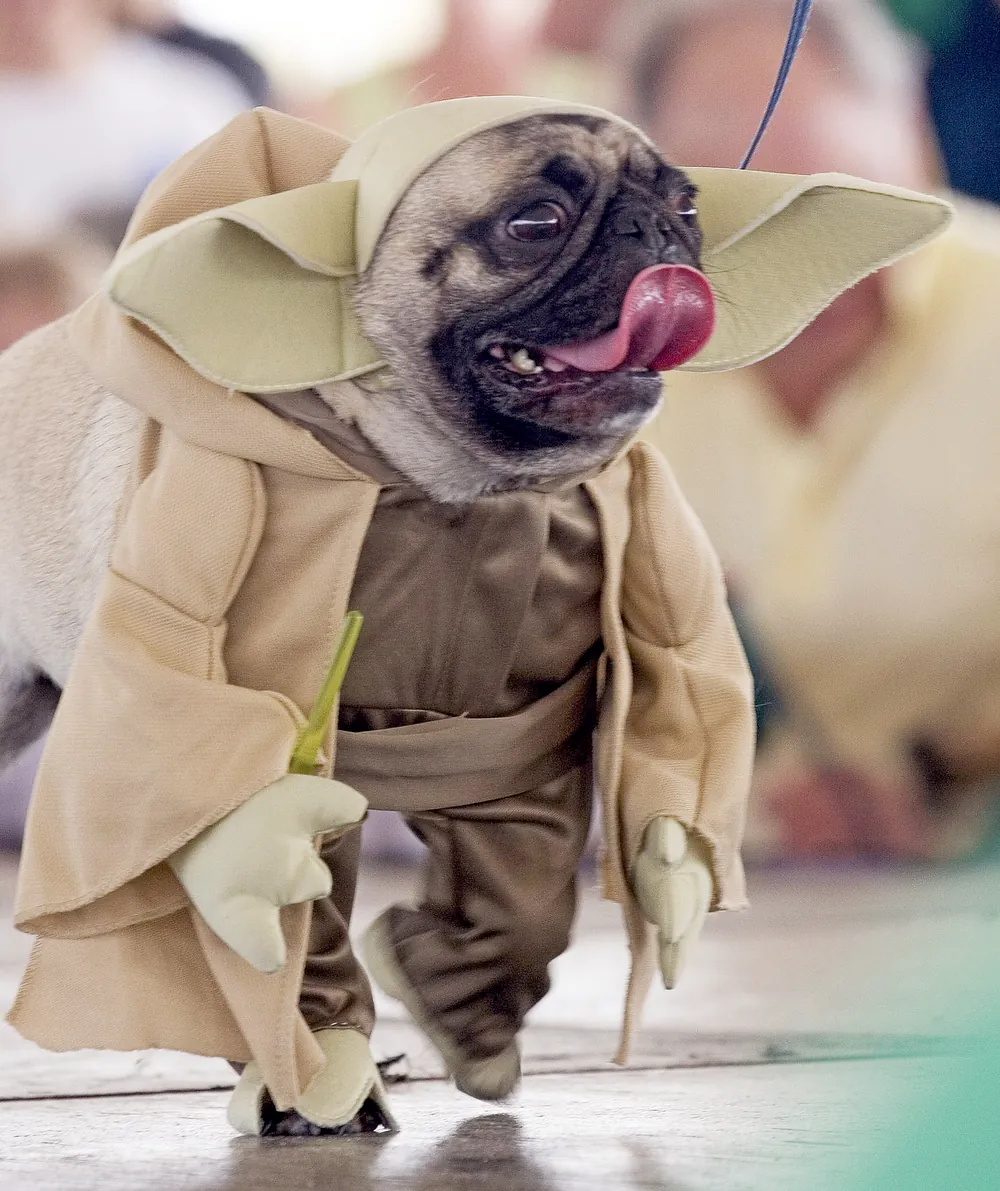 star wars dog names