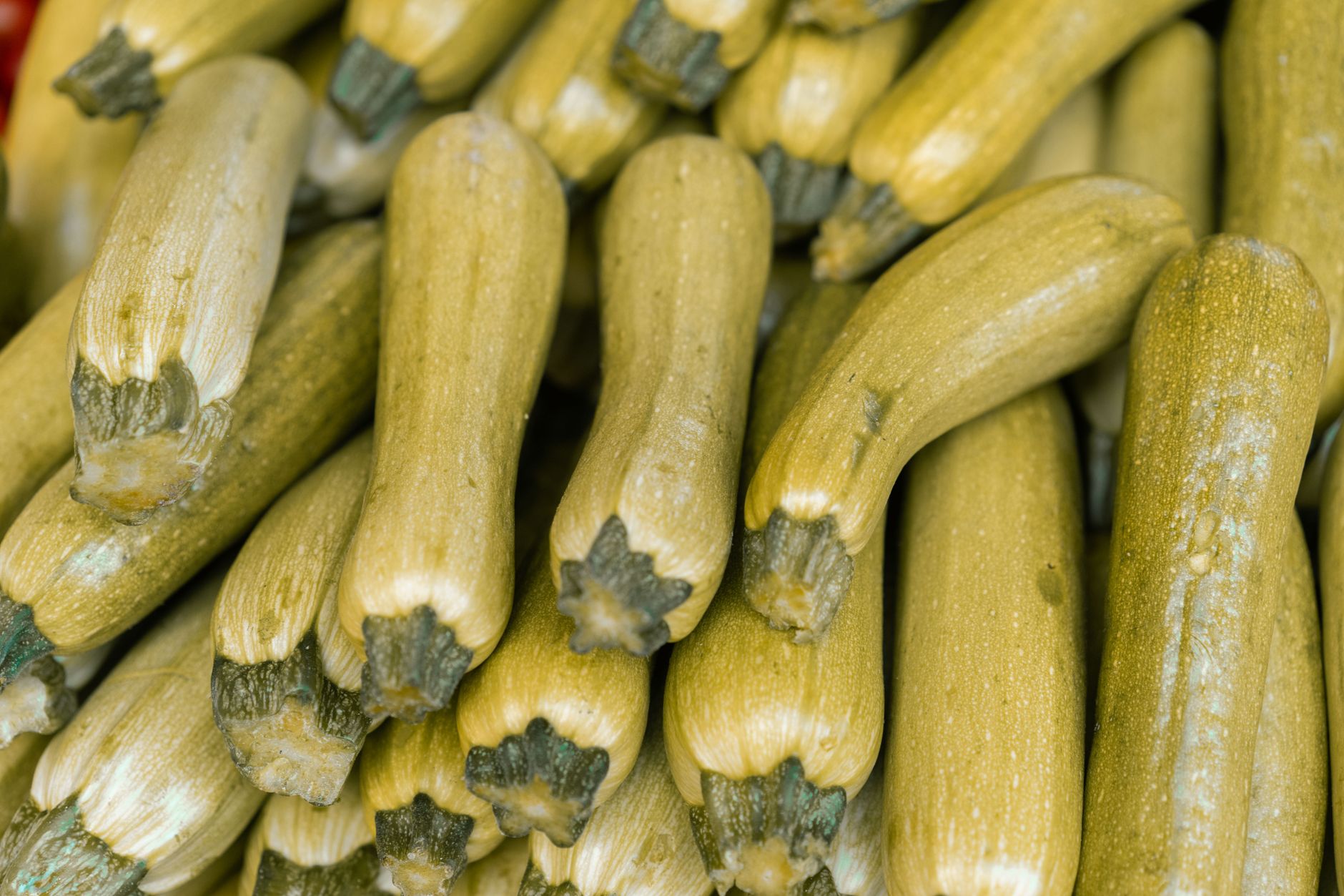 Zucchini and Squash Gratin: A Creamy, Golden Vegetable Delight