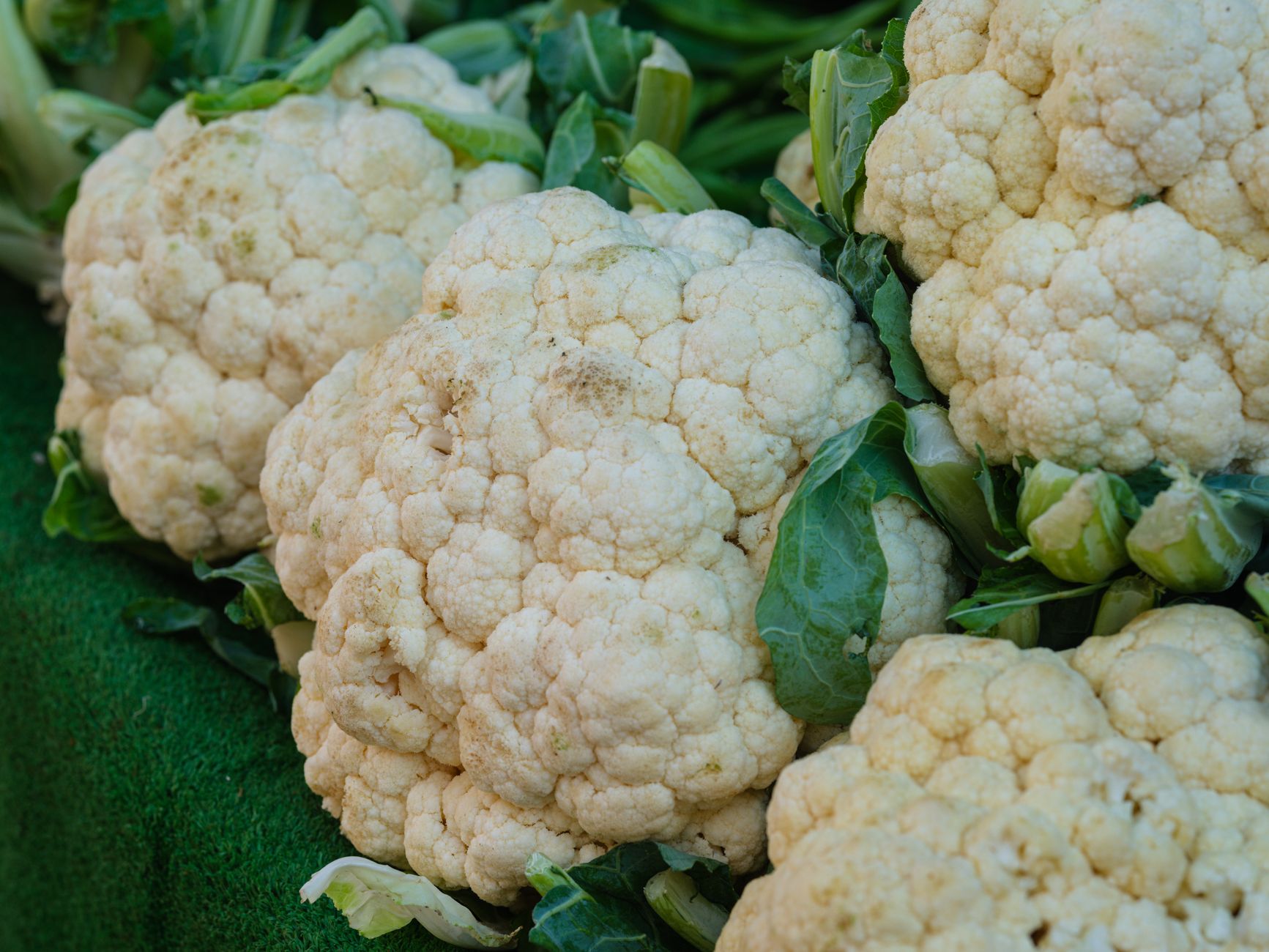Cauliflower-Cheddar Biscuits: Fluffy, Savory, and Easy to Make