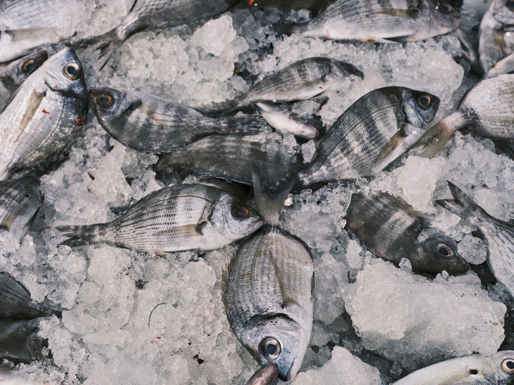 Grilled Whole Branzino: Simple and Flavorful Seafood Delight